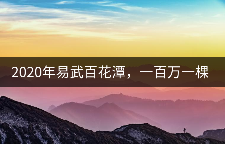 2020年易武百花潭，一百萬一棵樹-易武中聘號