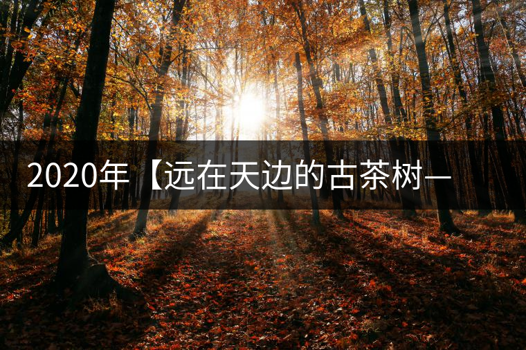 2020年【遠(yuǎn)在天邊的古茶樹(shù)——天門(mén)山天生古樹(shù)】-易武中聘號(hào) 2020年【遠(yuǎn)在天邊的古茶樹(shù)——天門(mén)山天生古樹(shù)】-易武中聘號(hào)