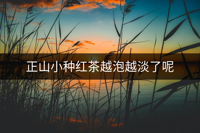 正山小種紅茶越泡越淡了呢