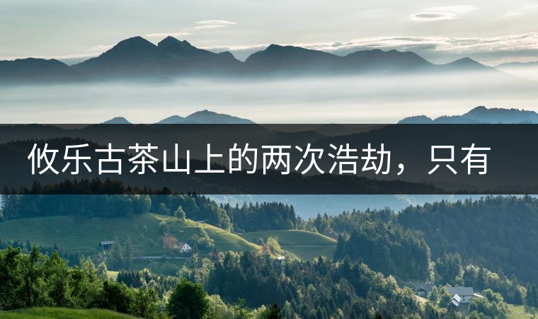 攸樂古茶山上的兩次浩劫，只有絕少部分的茶人解內(nèi)情