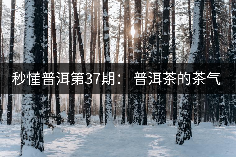 秒懂普洱第37期： 普洱茶的茶氣到底是什么？