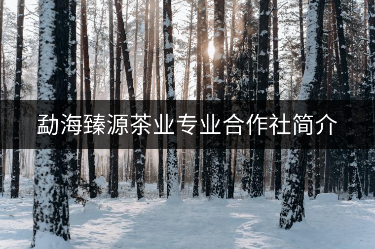 勐海臻源茶業(yè)專業(yè)合作社簡介 勐海臻源茶業(yè)專業(yè)合作社簡介