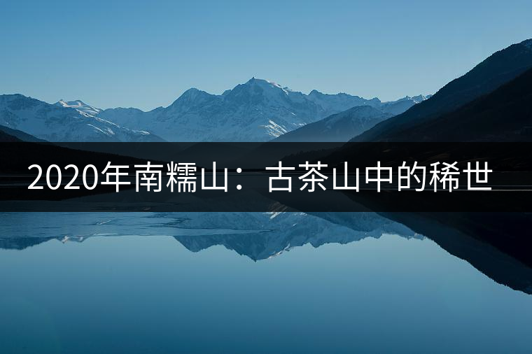 2020年南糯山：古茶山中的稀世之珍-易武中聘號