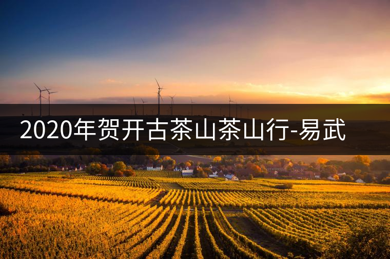 2020年賀開古茶山茶山行-易武中聘號(hào) 2020年賀開古茶山茶山行-易武中聘號(hào)