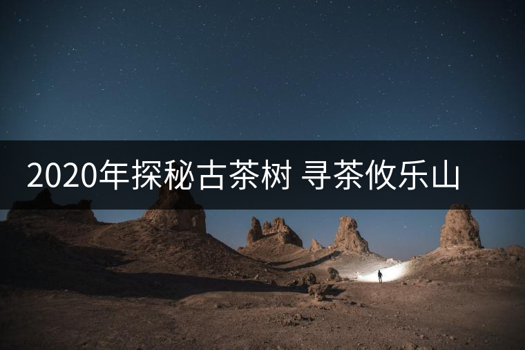 2020年探秘古茶樹 尋茶攸樂(lè)山 -易武中聘號(hào)