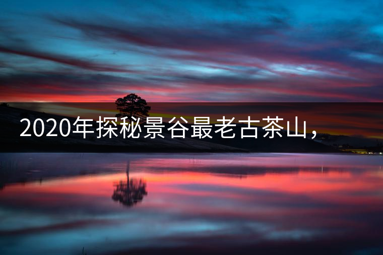 2020年探秘景谷最老古茶山，一個家族的興茶往事-易武中聘號