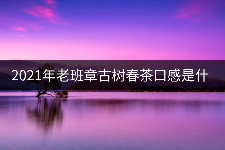 2021年老班章古樹春茶口感是什么？