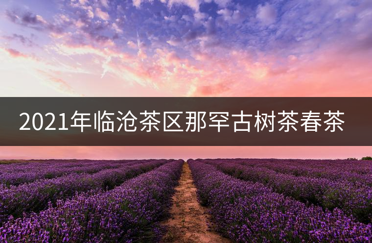 2021年臨滄茶區(qū)那罕古樹茶春茶多少錢一公斤？