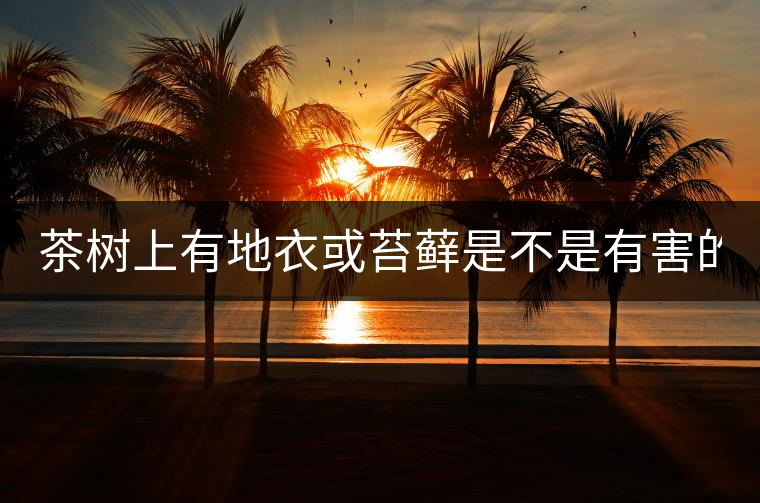 茶樹上有地衣或苔蘚是不是有害的？