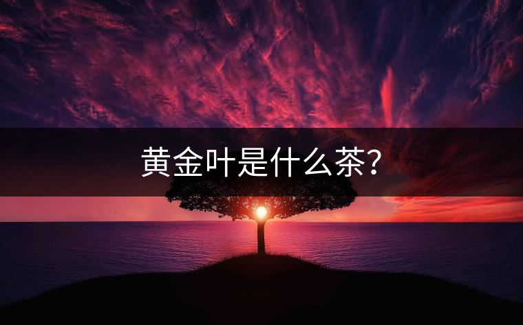 黃金葉是什么茶？