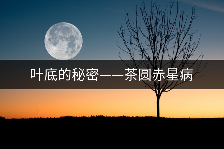 葉底的秘密——茶圓赤星病 葉底的秘密——茶圓赤星病