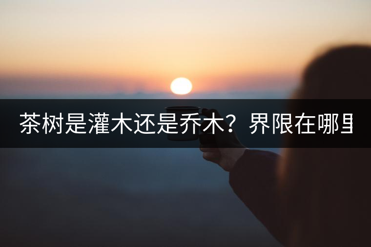 茶樹(shù)是灌木還是喬木？界限在哪里？