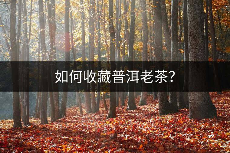 如何收藏普洱老茶？
