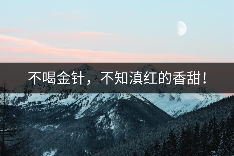 不喝金針，不知滇紅的香甜！
