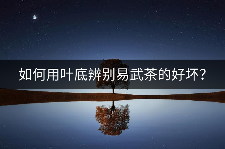 如何用葉底辨別易武茶的好壞？