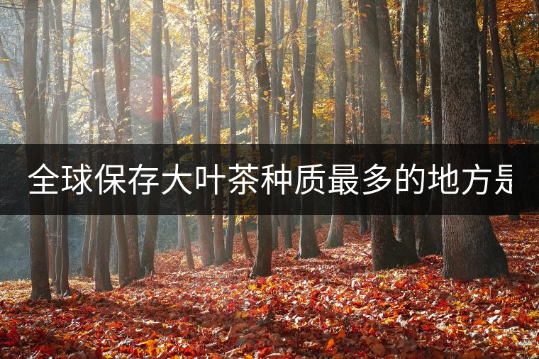 全球保存大葉茶種質(zhì)最多的地方是哪？