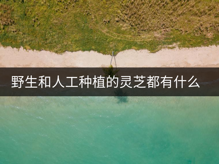 野生和人工種植的靈芝都有什么區(qū)別? 野生和人工種植的靈芝都有什么區(qū)別?