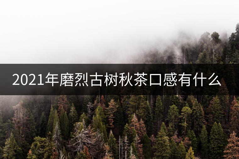2021年磨烈古樹秋茶口感有什么特點(diǎn)？
