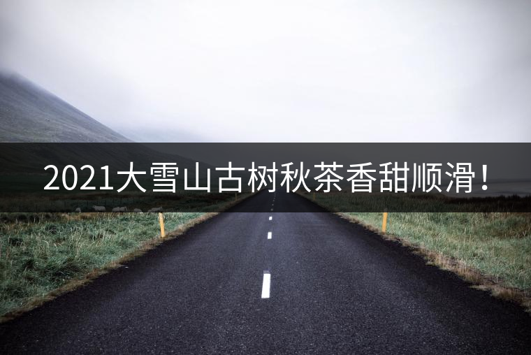 2021大雪山古樹秋茶香甜順滑！