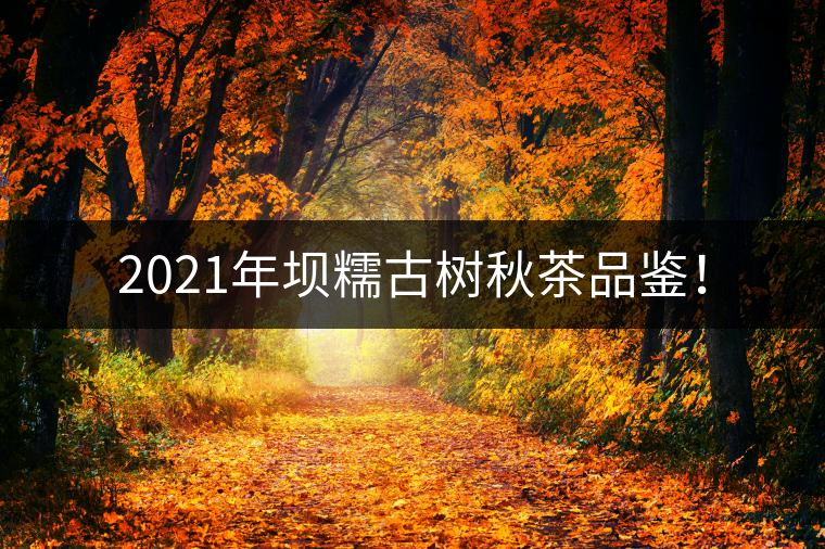 2021年壩糯古樹秋茶品鑒！