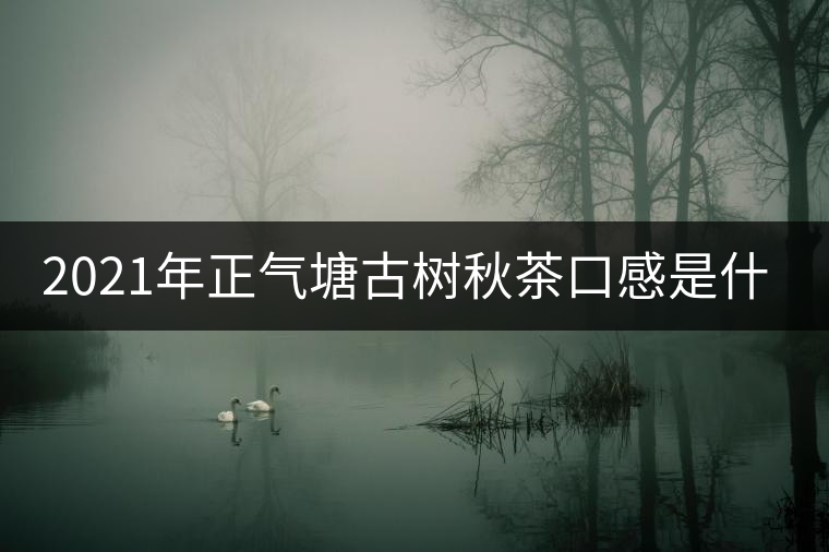 2021年正氣塘古樹秋茶口感是什么？