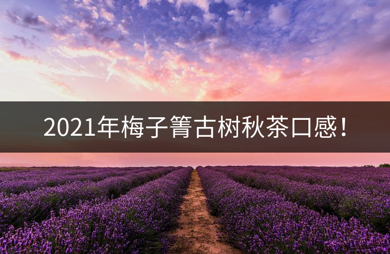 2021年梅子箐古樹(shù)秋茶口感！