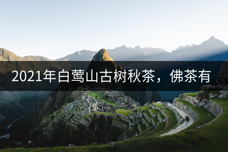 2021年白鶯山古樹秋茶，佛茶有什么魅力？