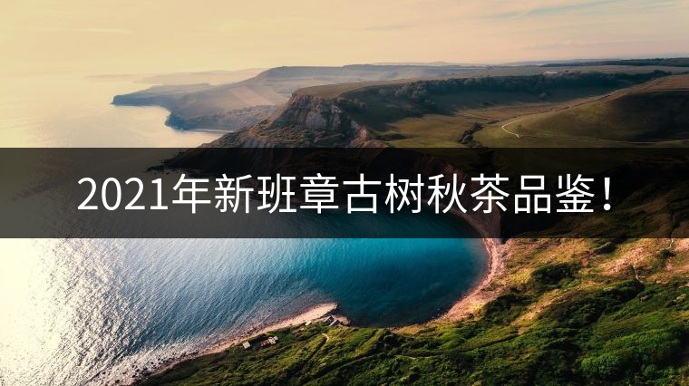 2021年新班章古樹秋茶品鑒！