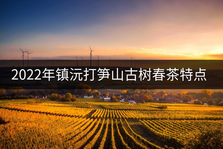 2022年鎮(zhèn)沅打筍山古樹春茶特點(diǎn)？
