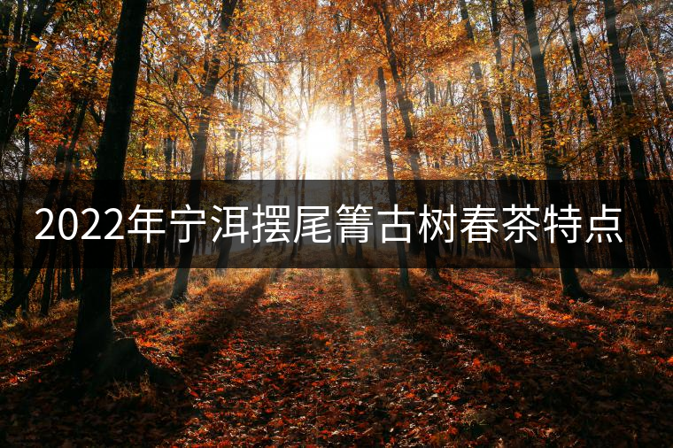 2022年寧洱擺尾箐古樹春茶特點(diǎn)？