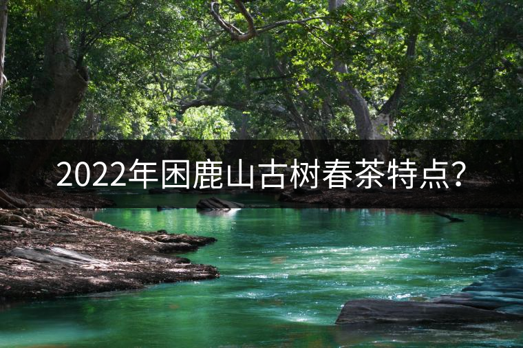 2022年困鹿山古樹春茶特點？
