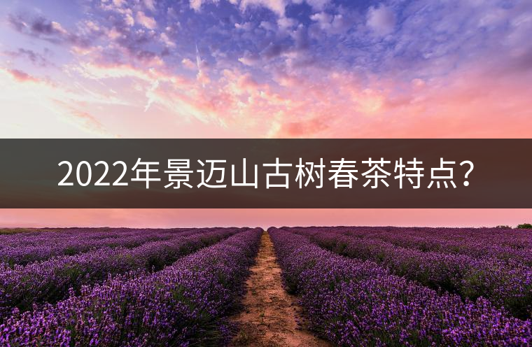 2022年景邁山古樹春茶特點(diǎn)？