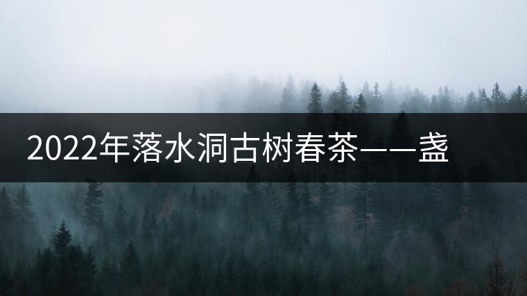 2022年落水洞古樹(shù)春茶——盞盛琥珀光，柔甜入人心