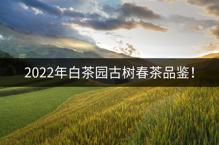 2022年白茶園古樹春茶品鑒！