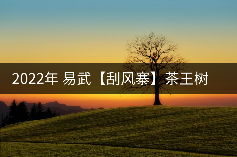 2022年 易武【刮風(fēng)寨】茶王樹——山野林韻之標桿