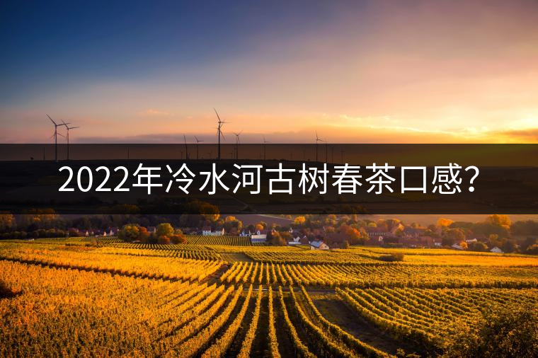 2022年冷水河古樹春茶口感？
