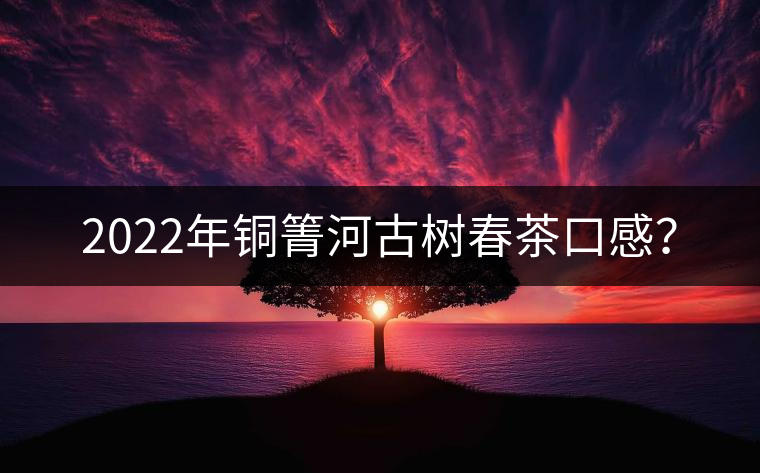 2022年銅箐河古樹春茶口感？