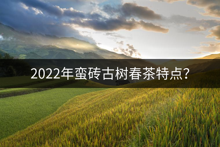 2022年蠻磚古樹春茶特點？