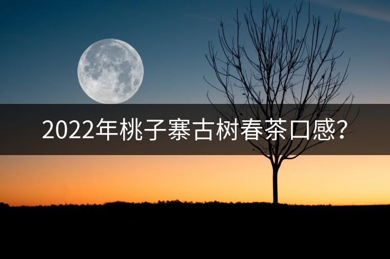 2022年桃子寨古樹春茶口感？