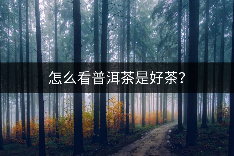 怎么看普洱茶是好茶？