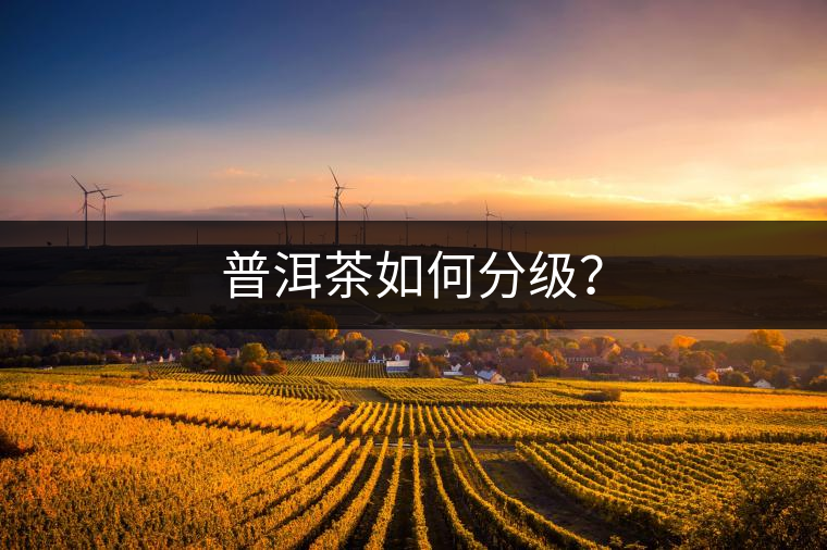 普洱茶如何分級？