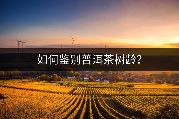 如何鑒別普洱茶樹(shù)齡？