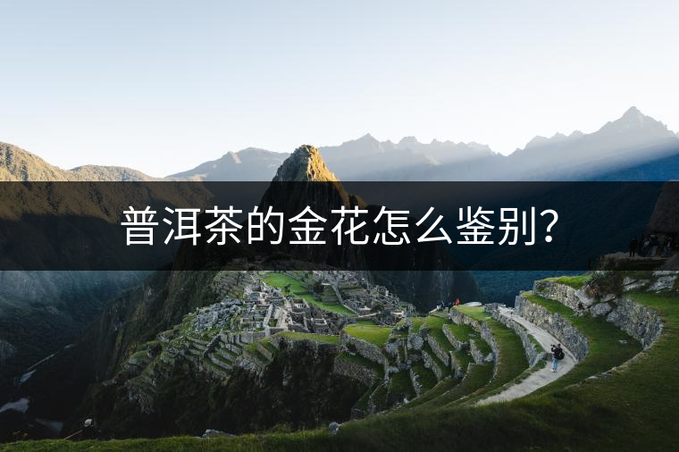 普洱茶的金花怎么鑒別？