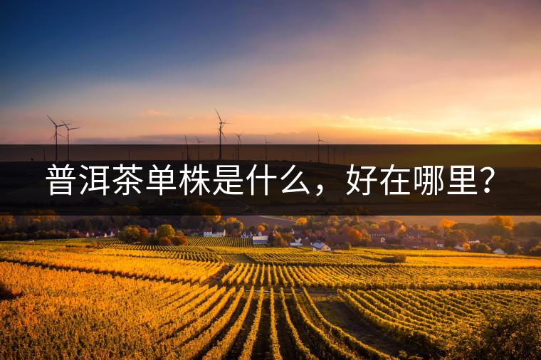 普洱茶單株是什么，好在哪里？