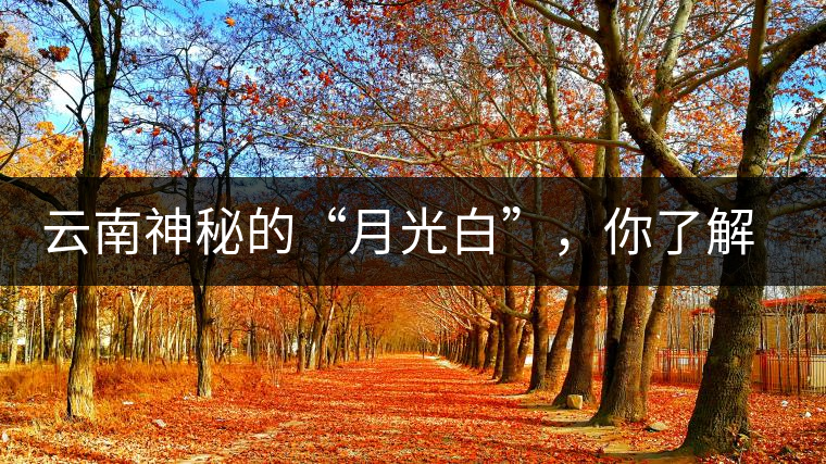 云南神秘的“月光白”，你了解多少？