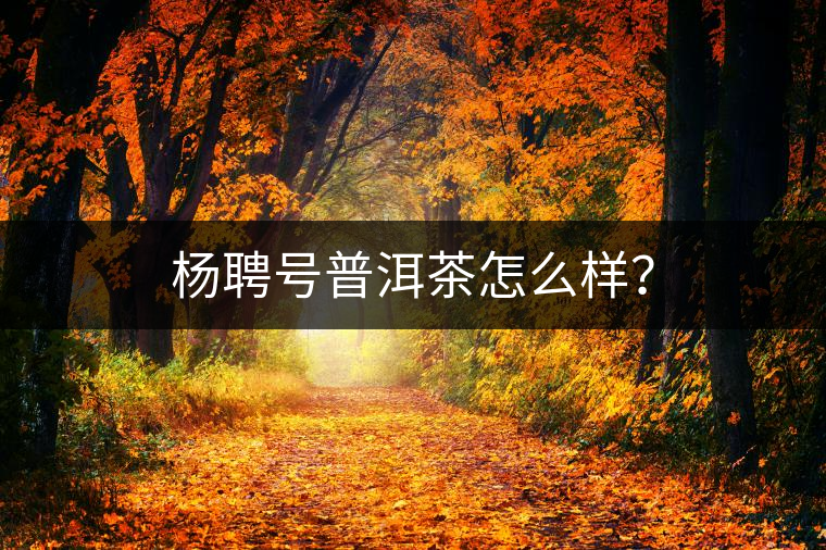 楊聘號普洱茶怎么樣？