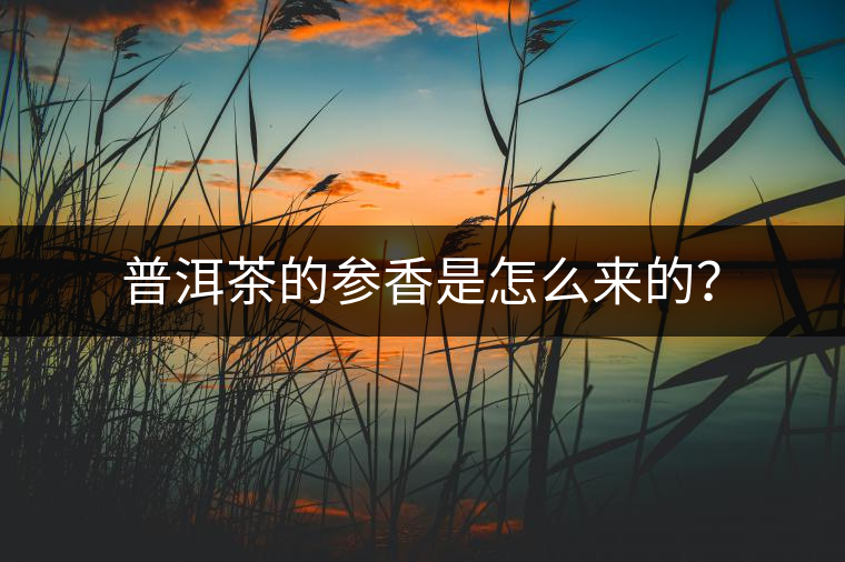 普洱茶的參香是怎么來的？