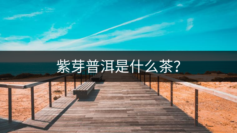 紫芽普洱是什么茶？