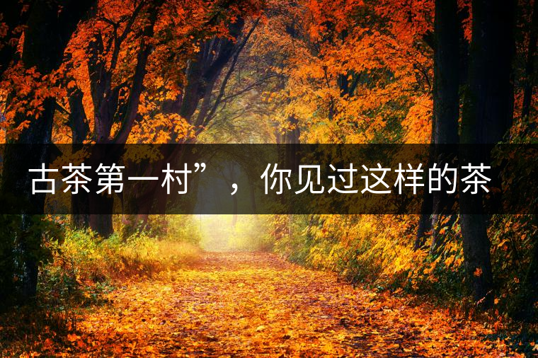 古茶第一村”，你見(jiàn)過(guò)這樣的茶樹嗎？