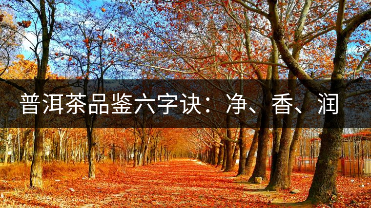 普洱茶品鑒六字訣：凈、香、潤、厚、甘、甜，帶你體驗普洱的魅力
